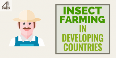 How Insect Farming Helps Farmers In Developing Countries